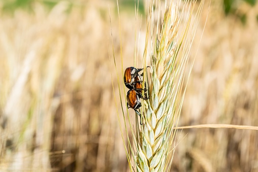 A close-up shot of Anisoplia austriacas on a wheat ear in the field