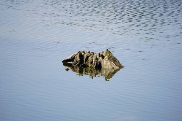 A dead tree stump in a peaceful lake