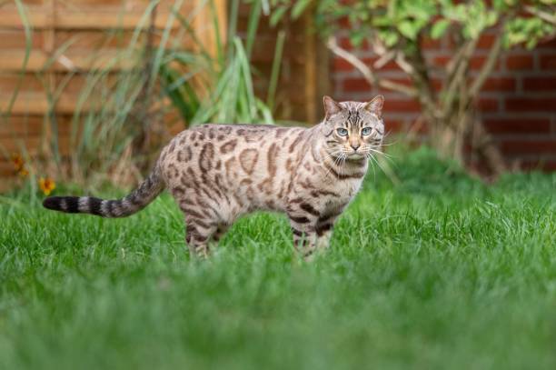 istock Snow Mink Bengal Cat outside 1446185348