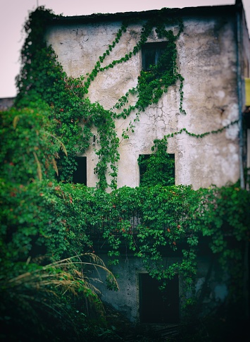 A vertical shot of an old stone hose with overgrown greenery all over it