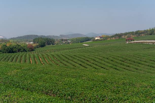 istock Large green tea plantation with mountains and trees in the background 1446185949