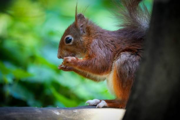 istock Closeup of a cute squirrel eating on a blurred background 1446185959