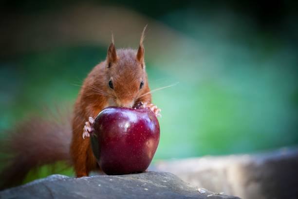 Squirell in spring,on blossoming apple,Eifel,Germany.