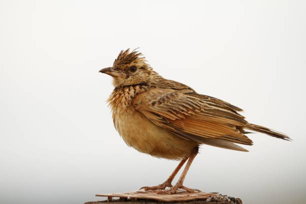 Closeup of a Rufous-naped lark perched on a surface with a blurry background A closeup of a Rufous-naped lark perched on a surface with a blurry background rufous naped lark mirafra africana stock pictures, royalty-free photos & images