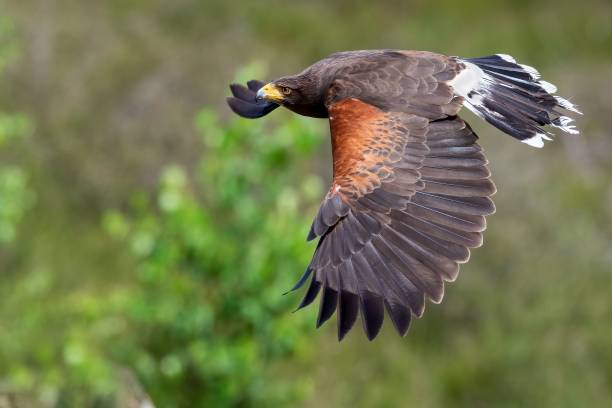 istock Selective focus shot of Harris's hawk (Parabuteo unicinctus) in flight 1446186299