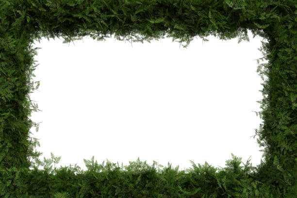istock Green cypress leaves border isolated on white background - 3D Illustration 1446186333