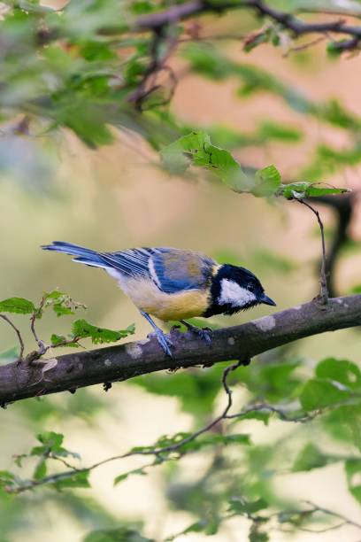 istock Vertical of a great tit bird perched on a tree branch. 1446186497