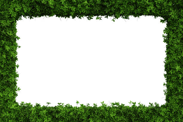 istock Green leaves border isolated on white background - 3D Illustration 1446186640