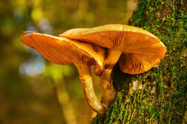 istock Shallow focus horizontal image of bright yellow mushrooms growing on a tree 1446186744