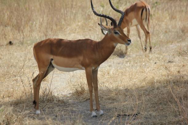istock Majestic impala standing in the field under the shadow of a tree 1446186770