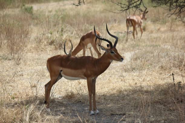istock Majestic impala standing in the field under the shadow of a tree 1446186772
