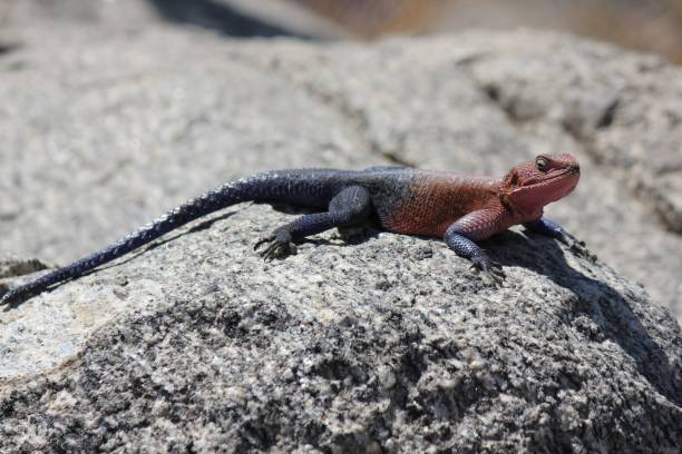istock Closeup of a Mwanza flat-headed rock agama 1446186786