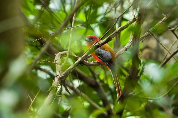 istock Red bird perching on a tree branch in the forest 1446187040