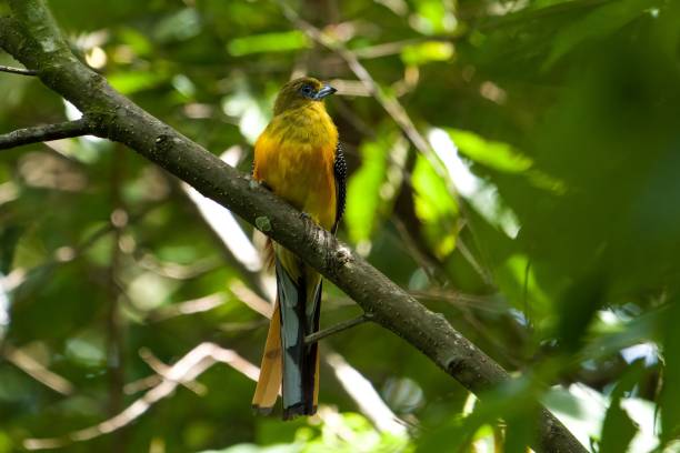 istock Yellow bird perching on a tree branch in the forest 1446187047