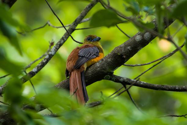 istock Yellow bird perching on a tree branch in the forest 1446187050