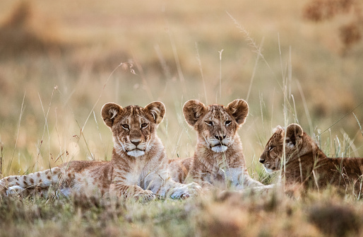 Group of cute lion cubs lying in grass in the wild.