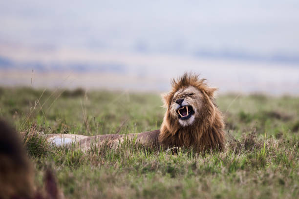 istock Lion's roar in nature. 1446187283