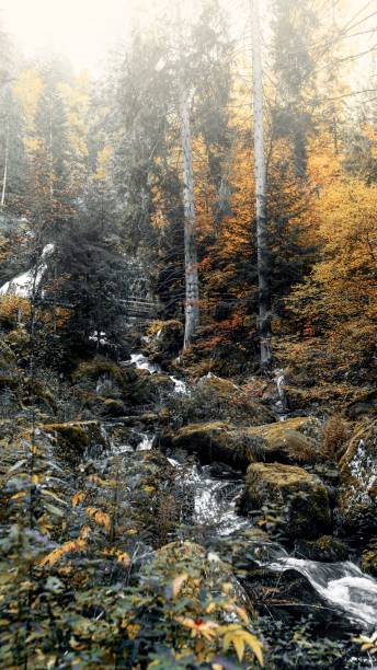 긴 노출 효과가있는 triberg 폭포의 수직 저각, 가을 풀과 나무 주변 - black forest waterfall triberg landscape 뉴스 사진 이미지