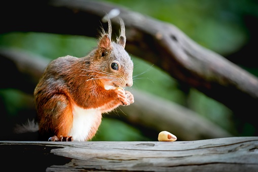 A closeup shot of a cute squirrel eating a nut on a tree branch in the forest