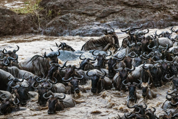 istock Great wildebeest migration in Masai Mara. 1446187487