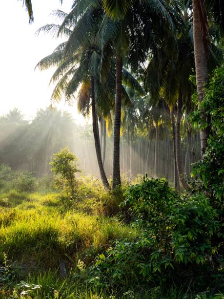 istock Vertical low-angle of a sunlit coconut forest background flooded with sun rays 1446187489