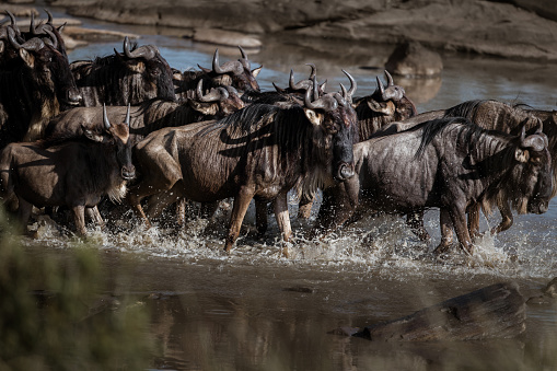 Herd of wildebeest crossing Mara river in great migration.