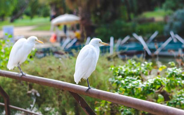 istock Cute Cattle Egrets (Bubulcus ibis) resting in an urban park 1446187734