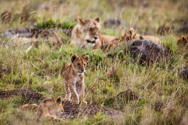 istock Lion cubs in the wild. 1446187760