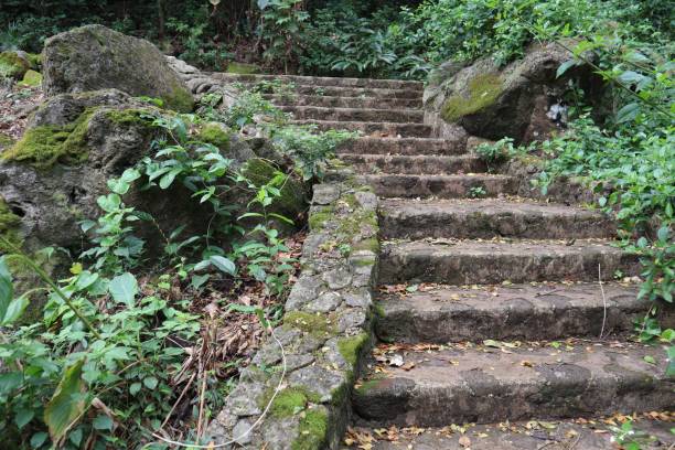 istock Stairwell covered with moss going through the tropical forest 1446187919