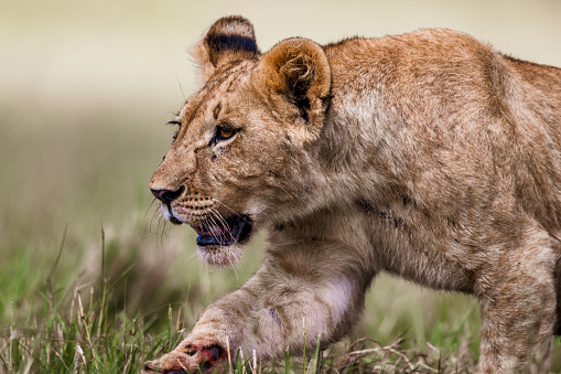 lion, feline, animal hair