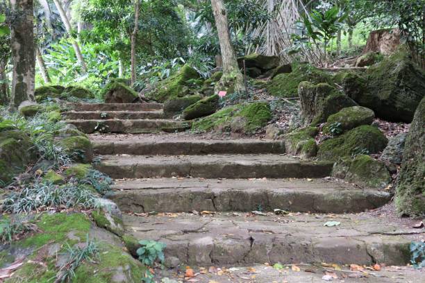 istock Stairwell covered with moss going through the tropical forest 1446187931