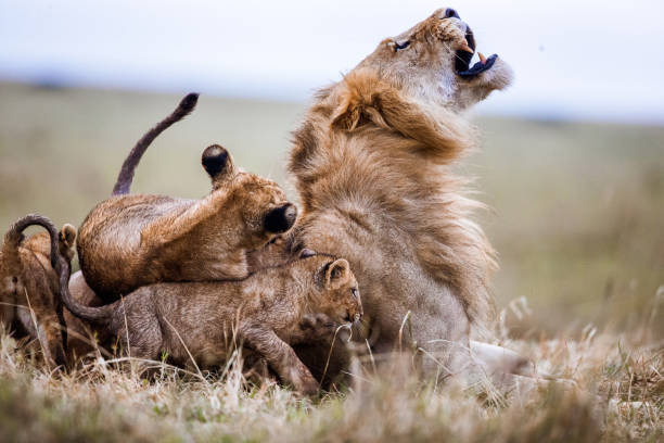 istock Playful lion cubs with lion in the wild. 1446187946