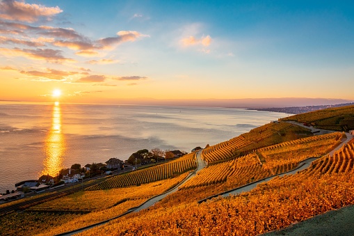 A scenic view of Lavaux vineyards in Switzerland during sunset