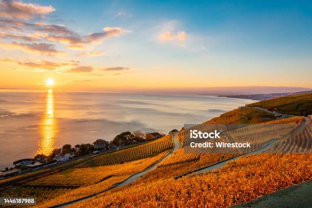 Scenic View Of Lavaux Vineyards In Switzerland During Sunset Stock Photo - Download Image Now