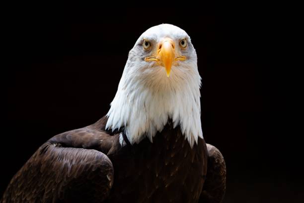 istock Closeup of a Bald Eagle looking at the camera with a black background 1446188075