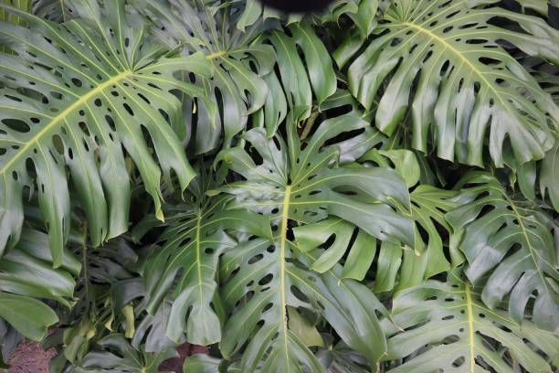 istock Tropical green split-leaf philodendron plant with big leaves 1446188182