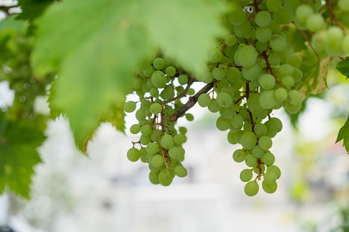 A closeup shot of green grapes in a vineyard