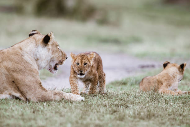 istock Lion cub walking towards lioness. 1446188206