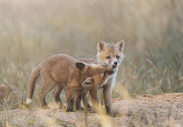 Closeup of two kit fox babies playing together in a meadow