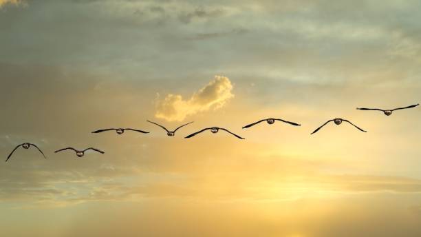 istock Flock of geese flying lined up during sunset 1446188539