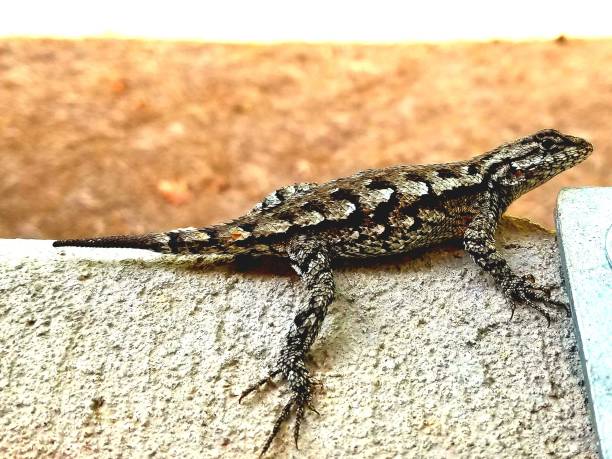 istock Beautiful shot of an grey lizzard 1446189160