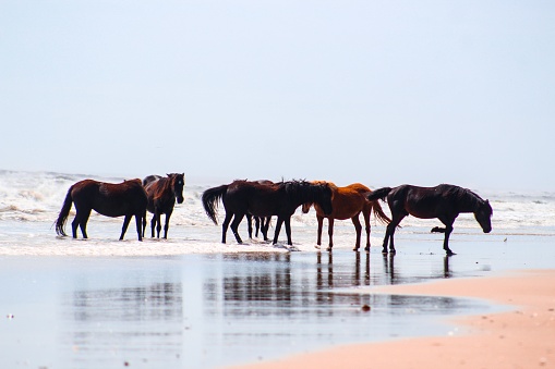 A scenic view of a beach on the Outer banks with spectacular Corolla wild horses
