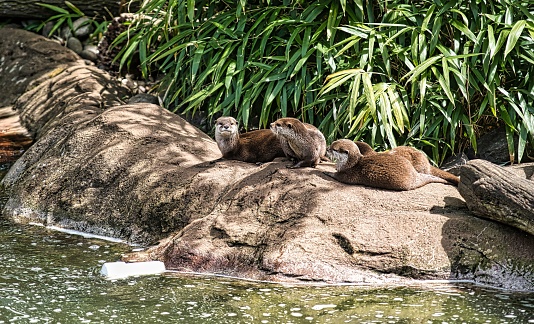 Cute otters laying on rocks near a pond