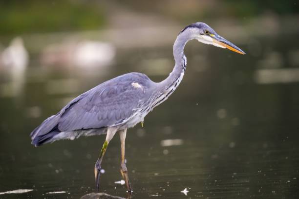 istock Closeup of a grey heron (Ardea cinerea) on the water 1446189238