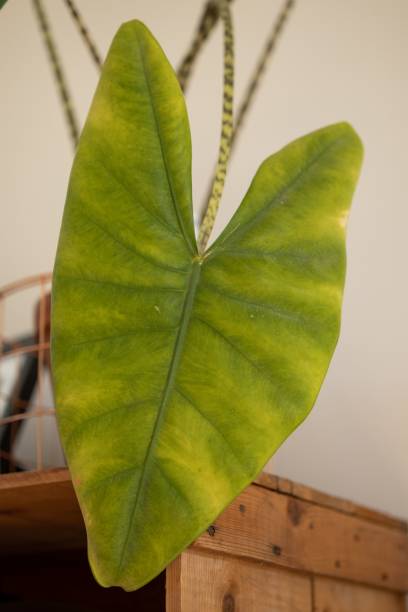 istock Vertical closeup of a big green leaf 1446189252