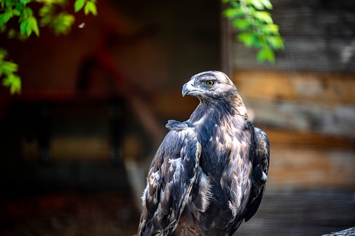 A closeup of a golden eagle (Aquila chrysaetos) on a branch against the blurred background