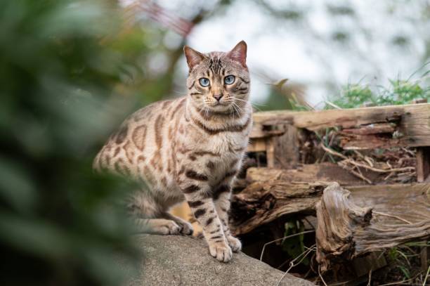 istock Bengal Cat sitting in the garden 1446189835