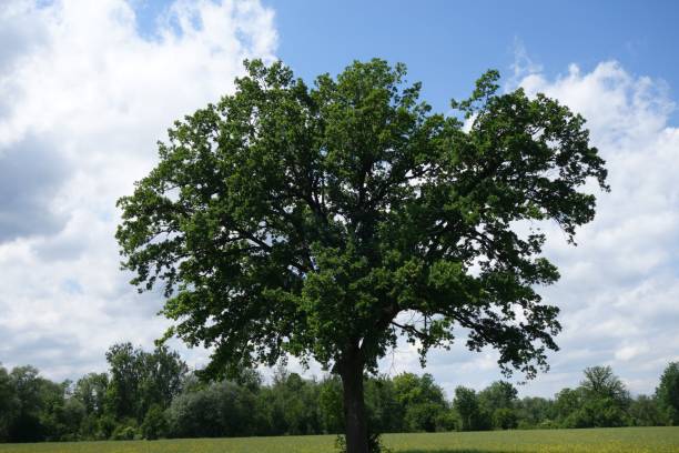 istock Big Quercus tree in a middle of a green field under a beautiful sky 1446191205