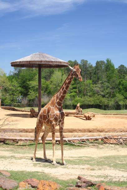 istock Giraffes in Wildlife Park With Blue Sky 1446191258