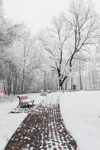 Snow-covered trees and benches in the city park. Bucha City Park, Ukraine. Winter snowy day in the park.